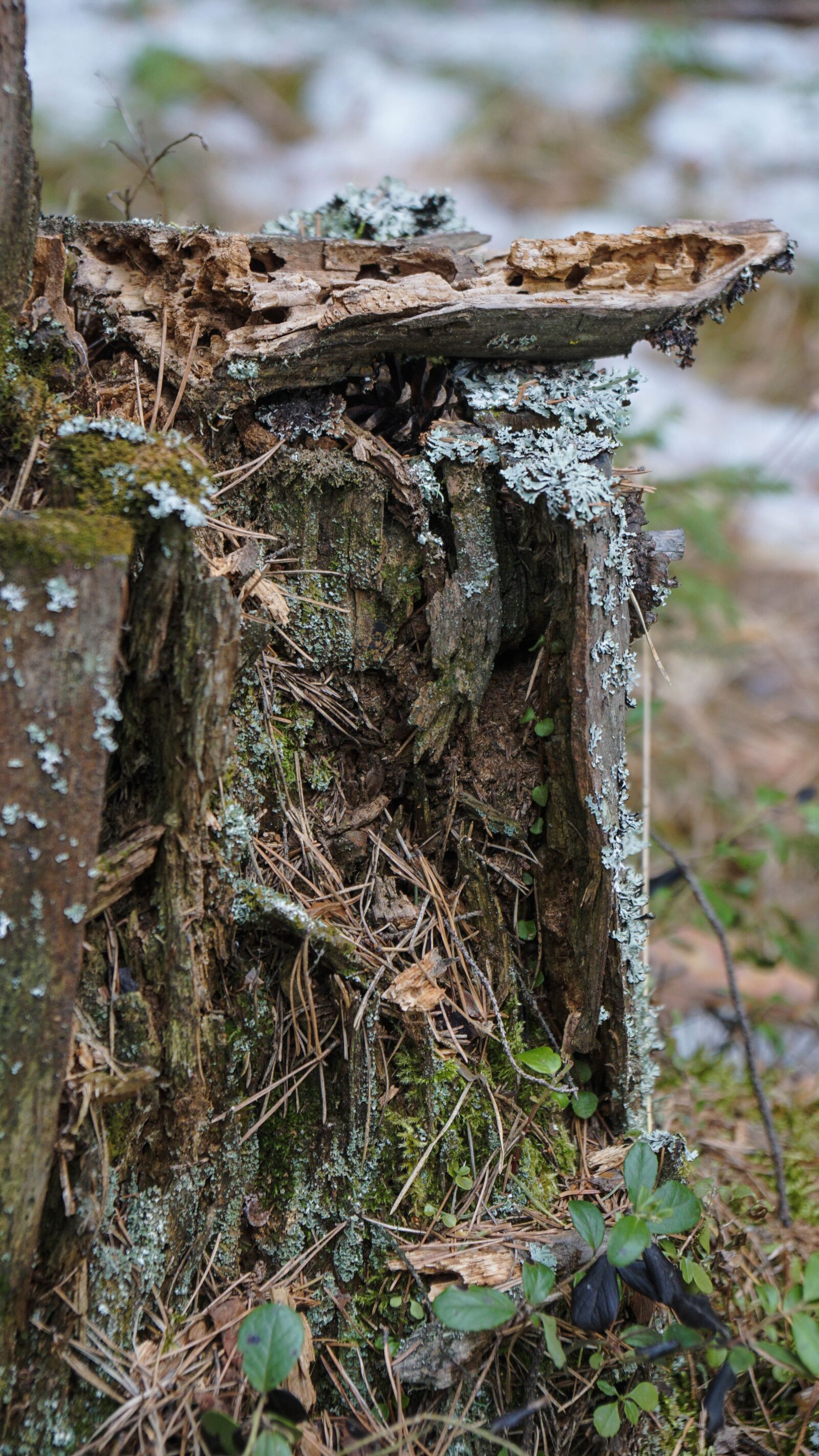Sony a6000 + Sony Vario-Tessar T* E 16-70mm F4 ZA OSS sample photo. Stump, tree, forests photography