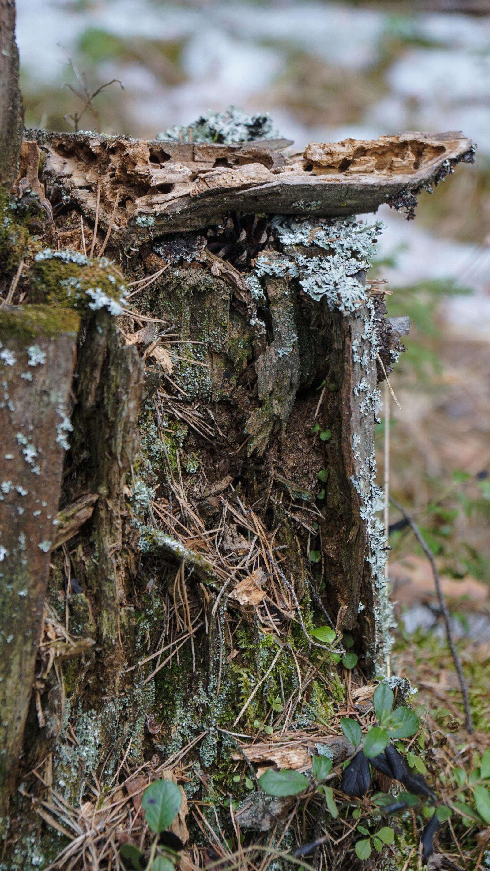 Sony a6000 sample photo. Stump, tree, forests photography