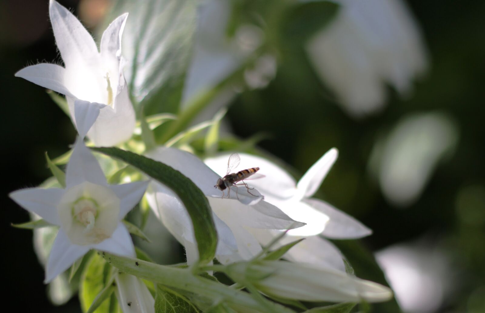 Canon EOS 7D Mark II sample photo. Campanula lactiflora alba, hoverfly photography