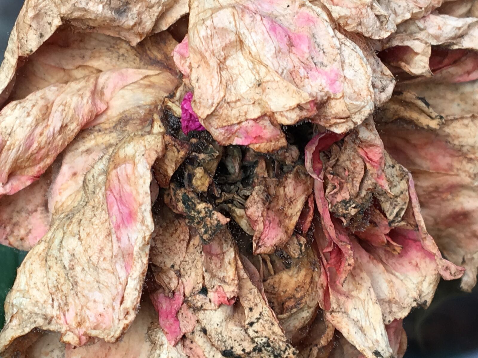 Apple iPhone 6s sample photo. Peony, rose, bloom, withered photography