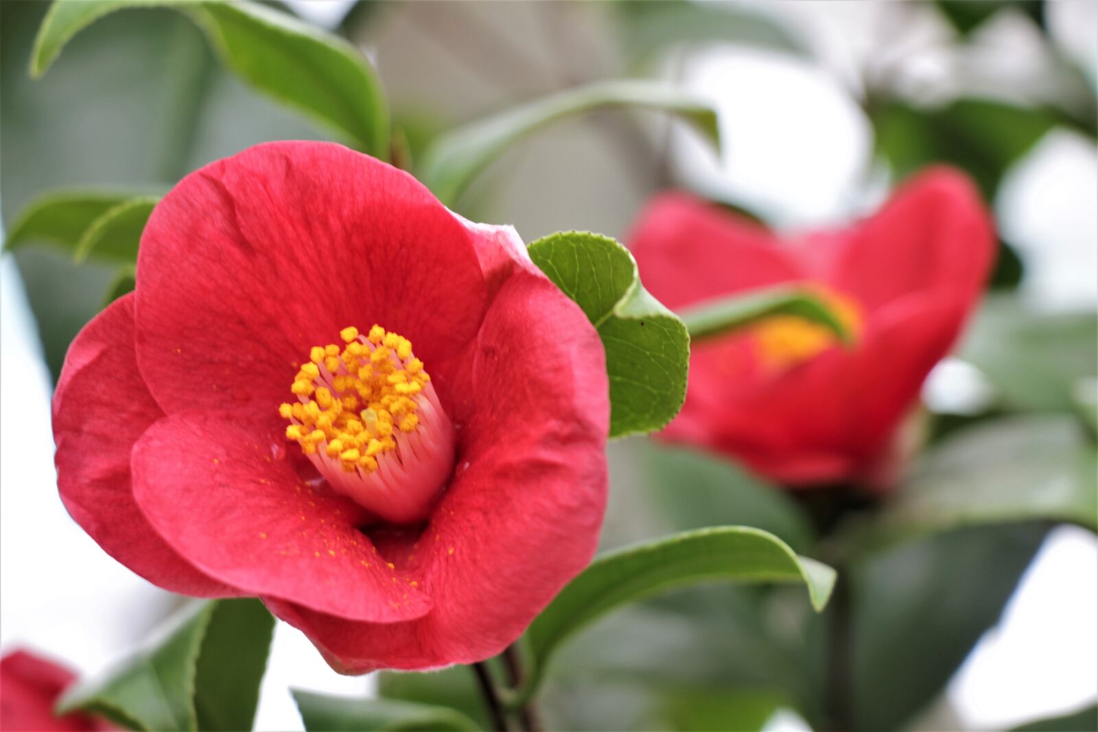 Canon EOS 550D (EOS Rebel T2i / EOS Kiss X4) sample photo. Flower, red, flowers photography