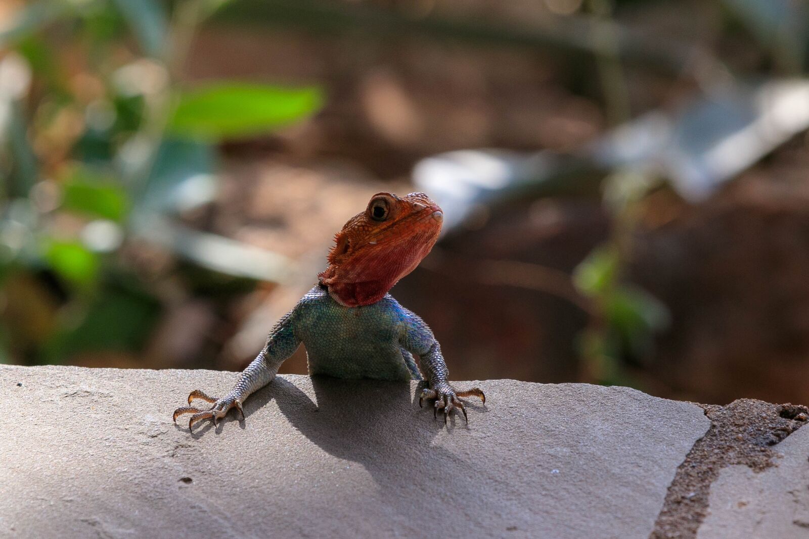 Canon EOS 80D sample photo. Lizard, gecko, gecko lizard photography