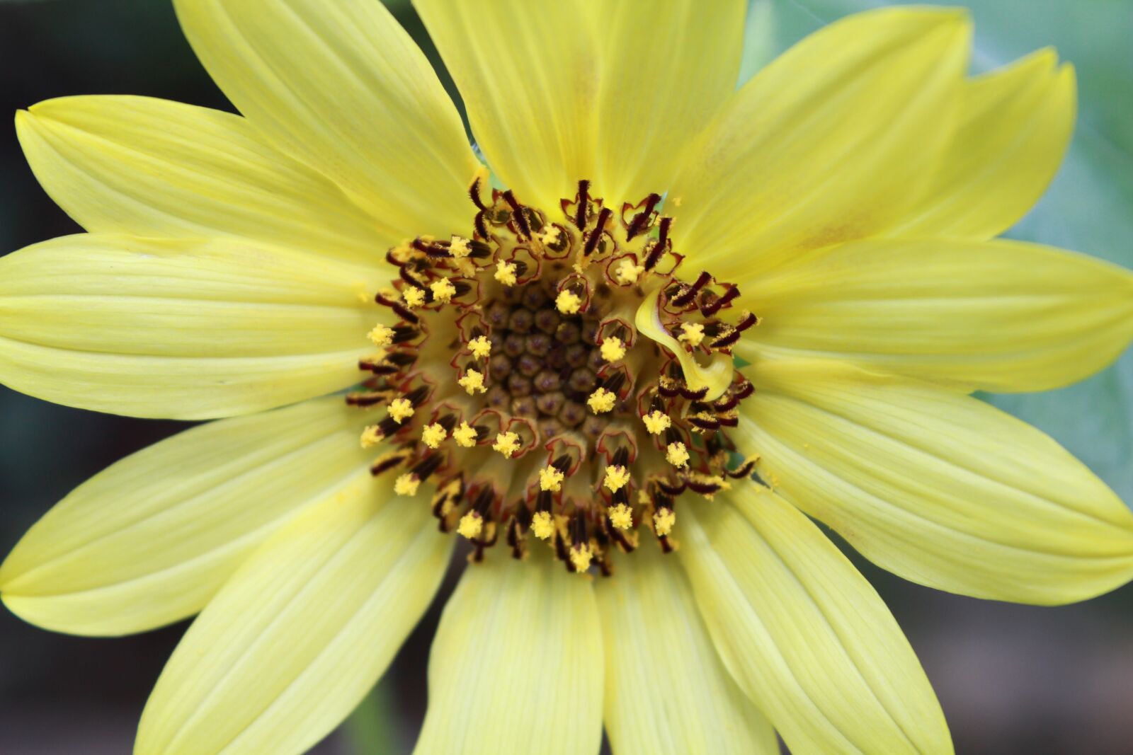 Canon EOS 550D (EOS Rebel T2i / EOS Kiss X4) sample photo. Flower, yellow, close up photography