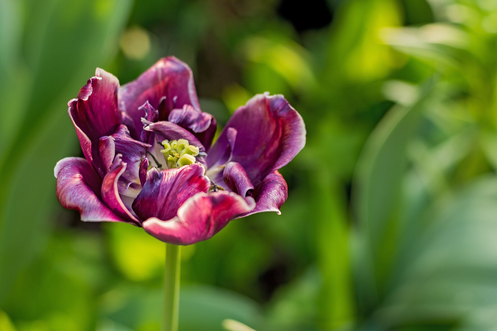 Nikon D7200 sample photo. Flower, sunrise, nature photography