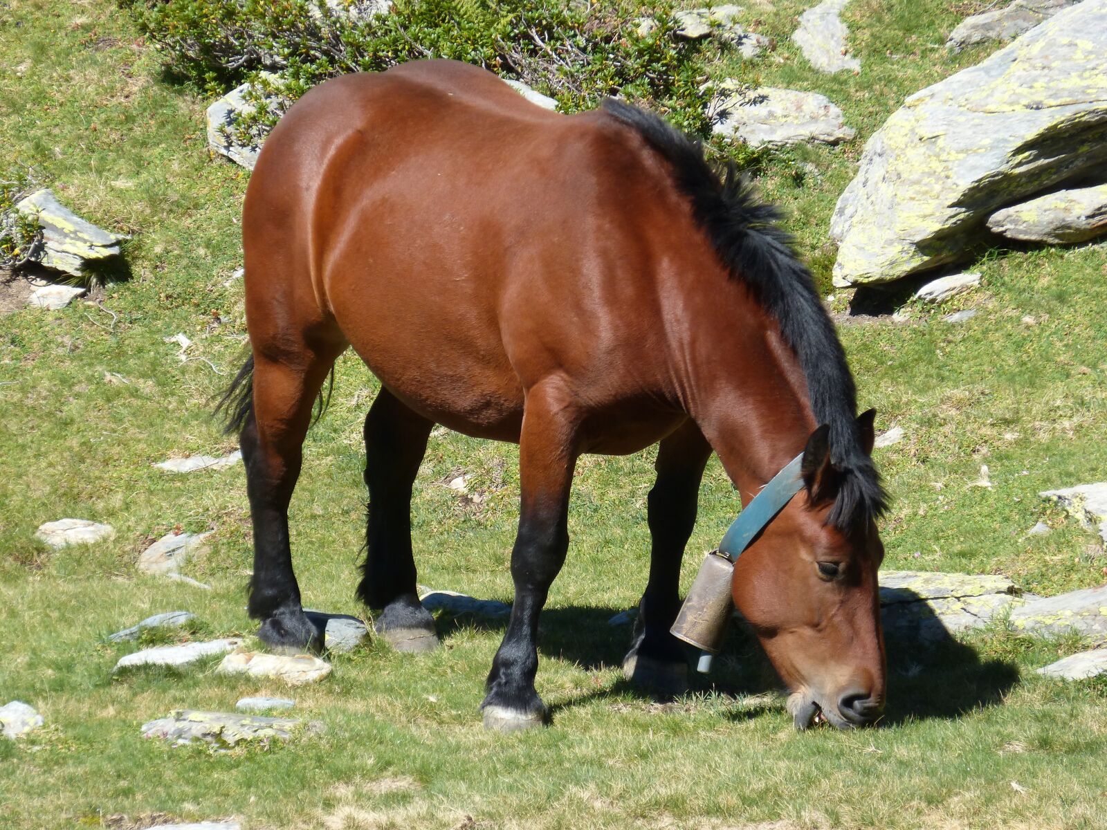 Panasonic DMC-FZ62 sample photo. Horse, pyrenees, high mountain photography