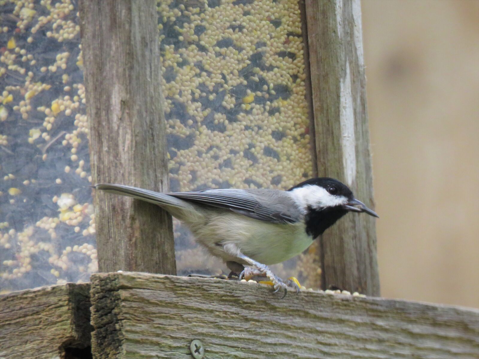 Canon PowerShot SX60 HS sample photo. Bird, black and gray photography