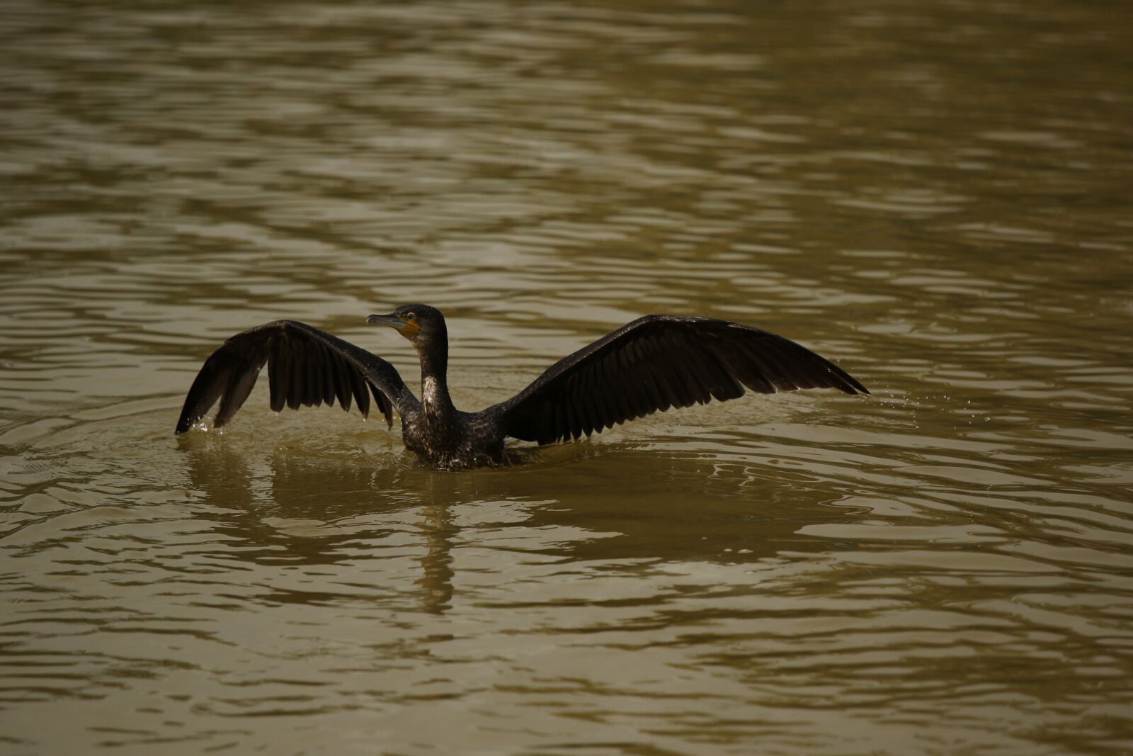 Canon EOS 7D Mark II sample photo. Cormorant, bird, water bird photography