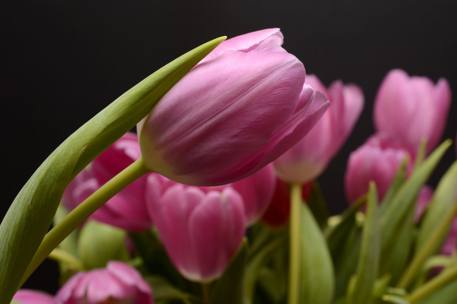 Nikon D7100 sample photo. Tulips, flowers, spring photography
