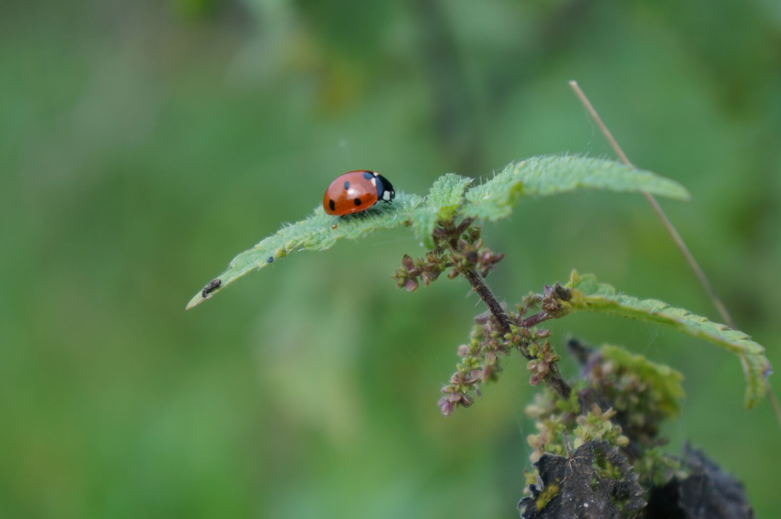 Sony Alpha NEX-5R + Sony E 18-55mm F3.5-5.6 OSS sample photo. Ladybug, leaf, green photography