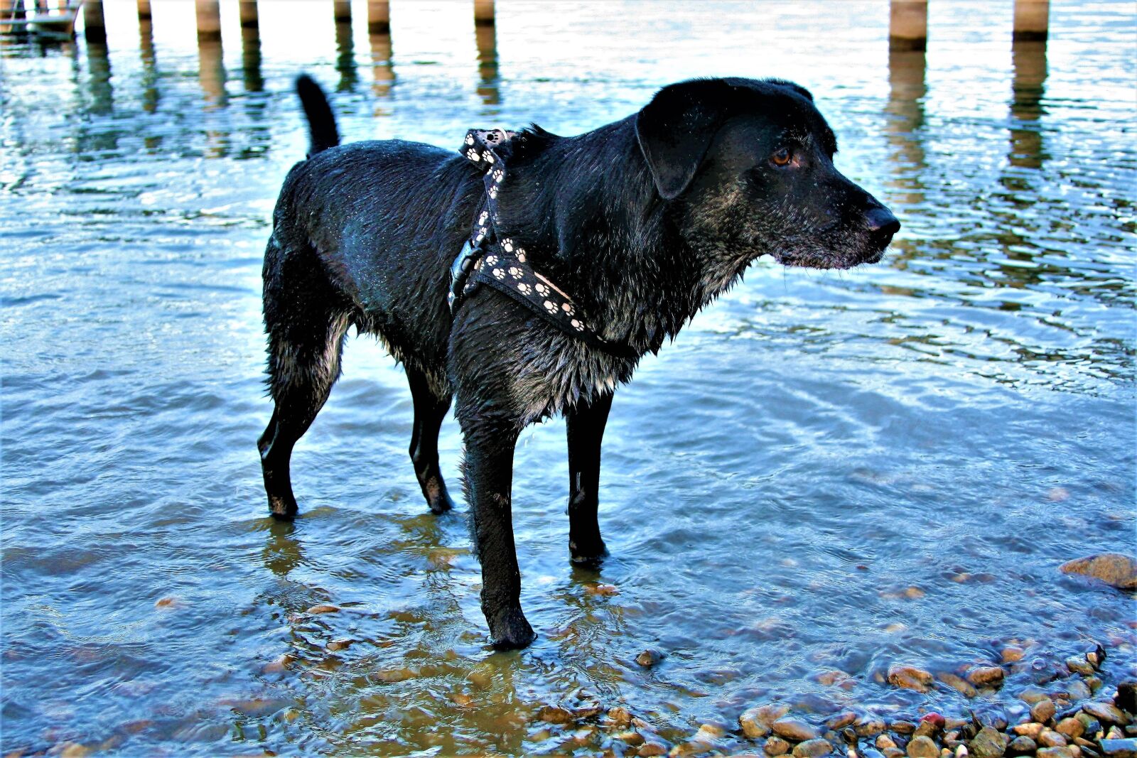 Canon EOS 400D (EOS Digital Rebel XTi / EOS Kiss Digital X) sample photo. Dog, dirty, a friend photography