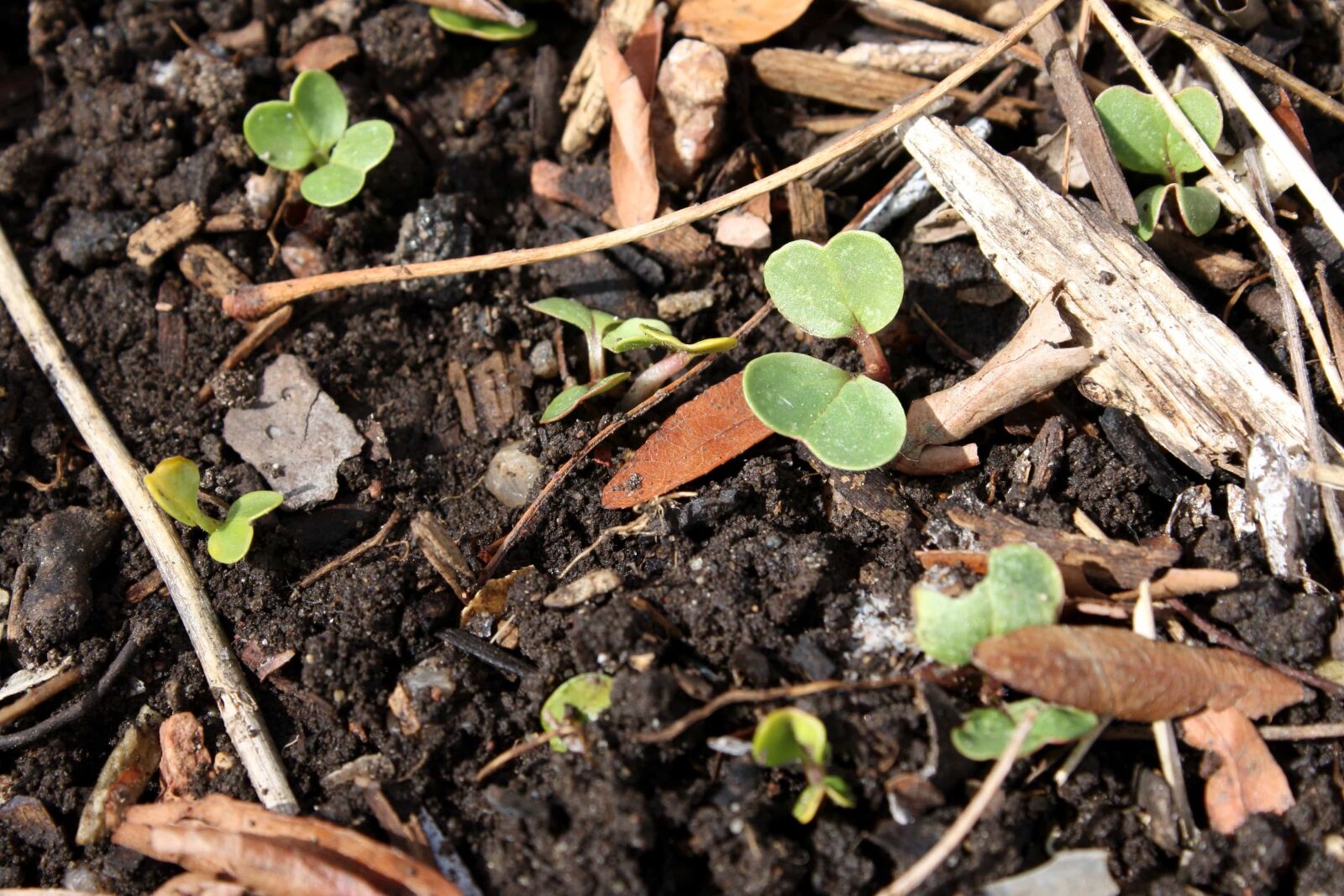f/3.5-5.6 IS sample photo. Soil, sprout, ground, agriculture photography