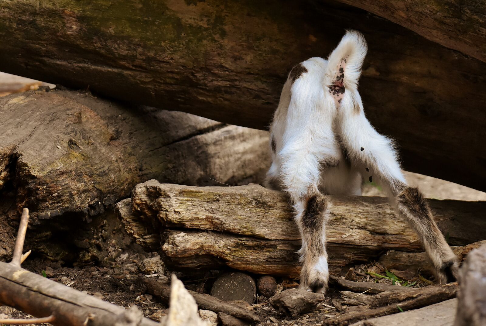 Nikon D7200 sample photo. Goat, young animal, curious photography