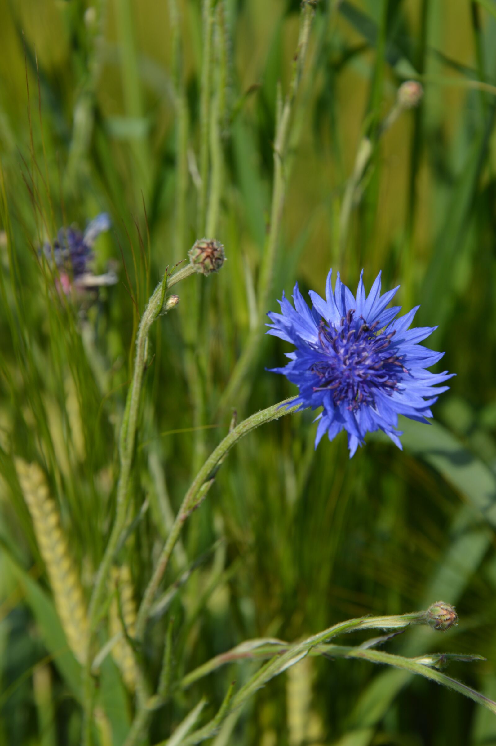 Nikon D3200 sample photo. Cornflower, rain field, meadow photography