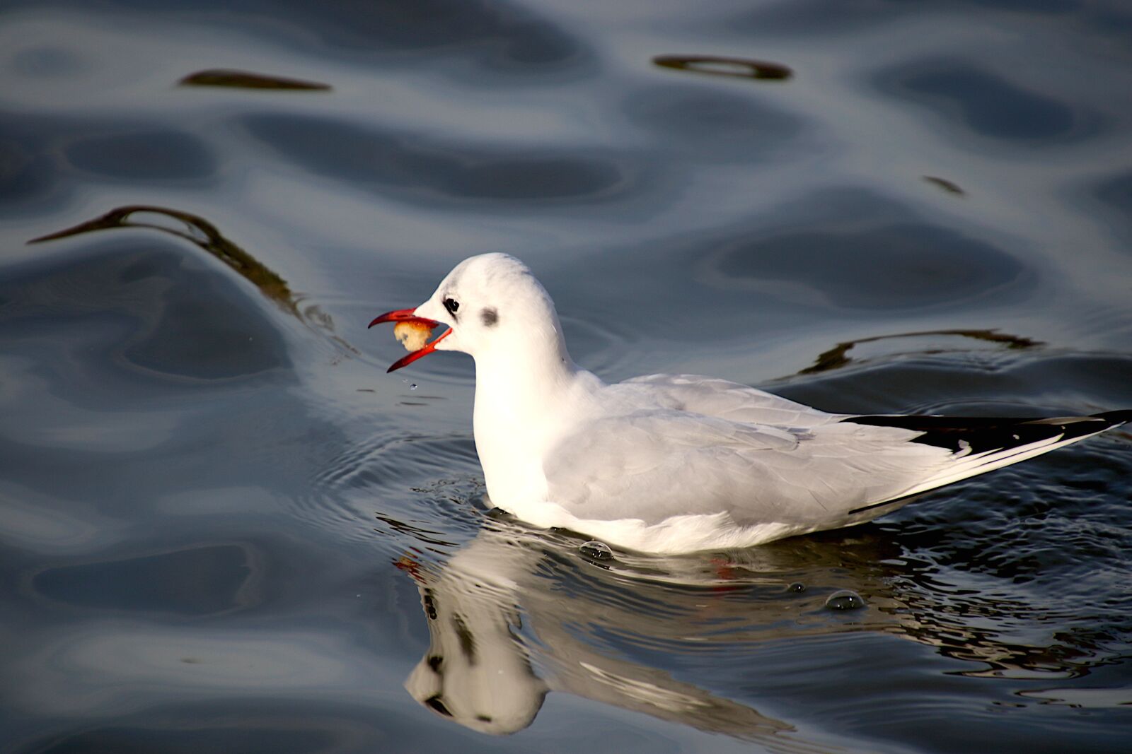 Canon EOS 800D (EOS Rebel T7i / EOS Kiss X9i) sample photo. Seagull, birds, basin photography
