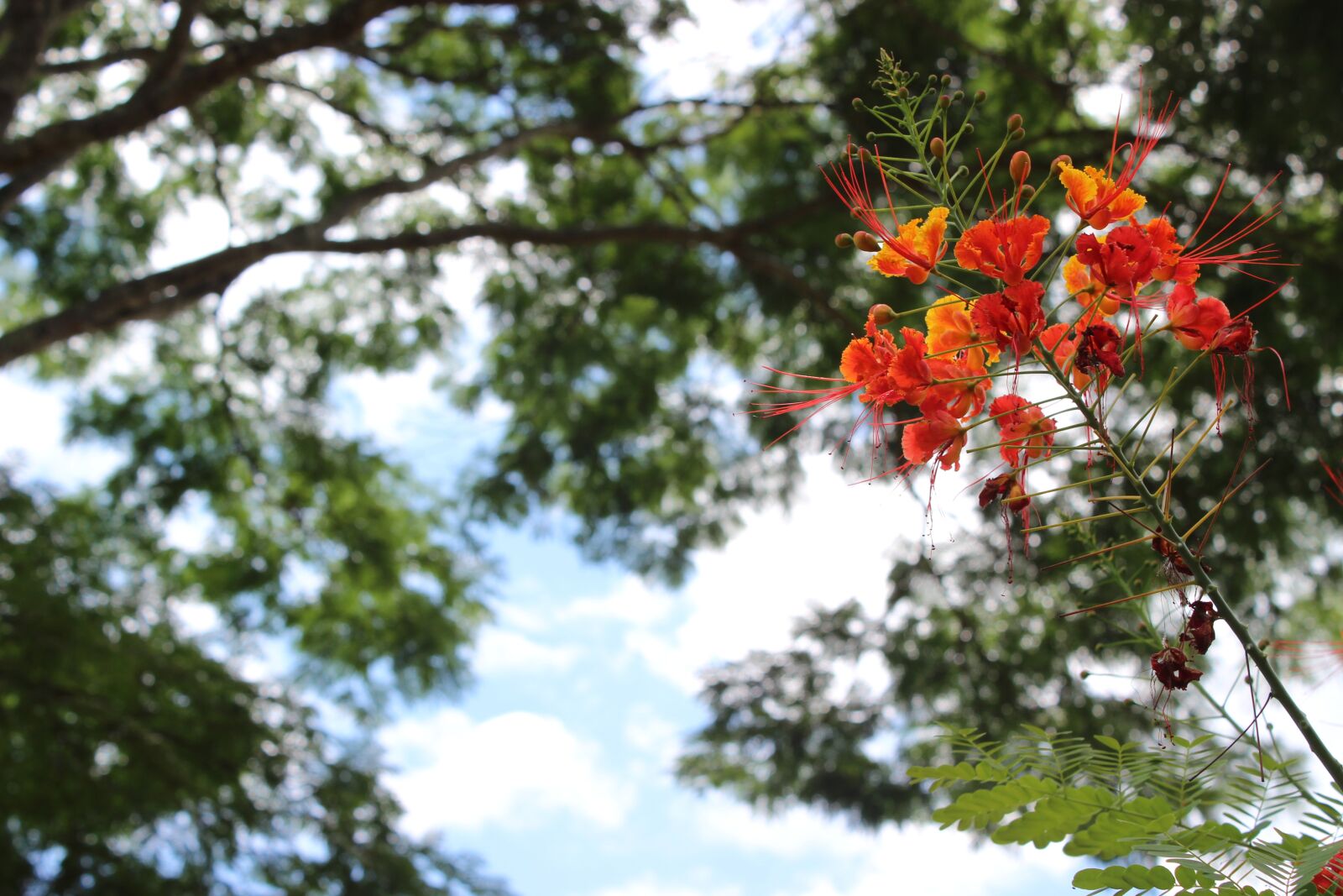 Canon EOS 600D (Rebel EOS T3i / EOS Kiss X5) sample photo. Flower, three, nature photography