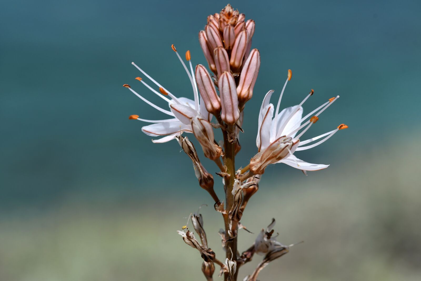 Nikon D500 sample photo. Flora, plant, mallorca photography