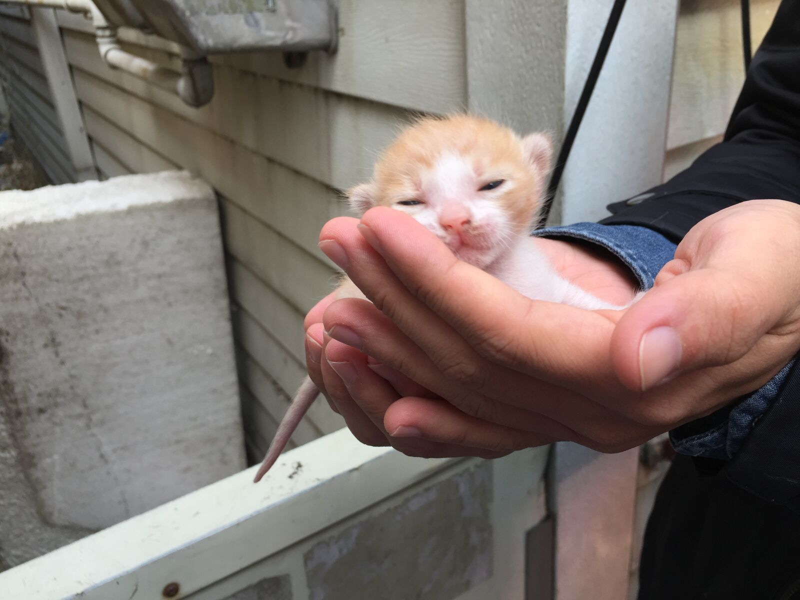 Apple iPhone 6 sample photo. Cat, street cat, gil photography