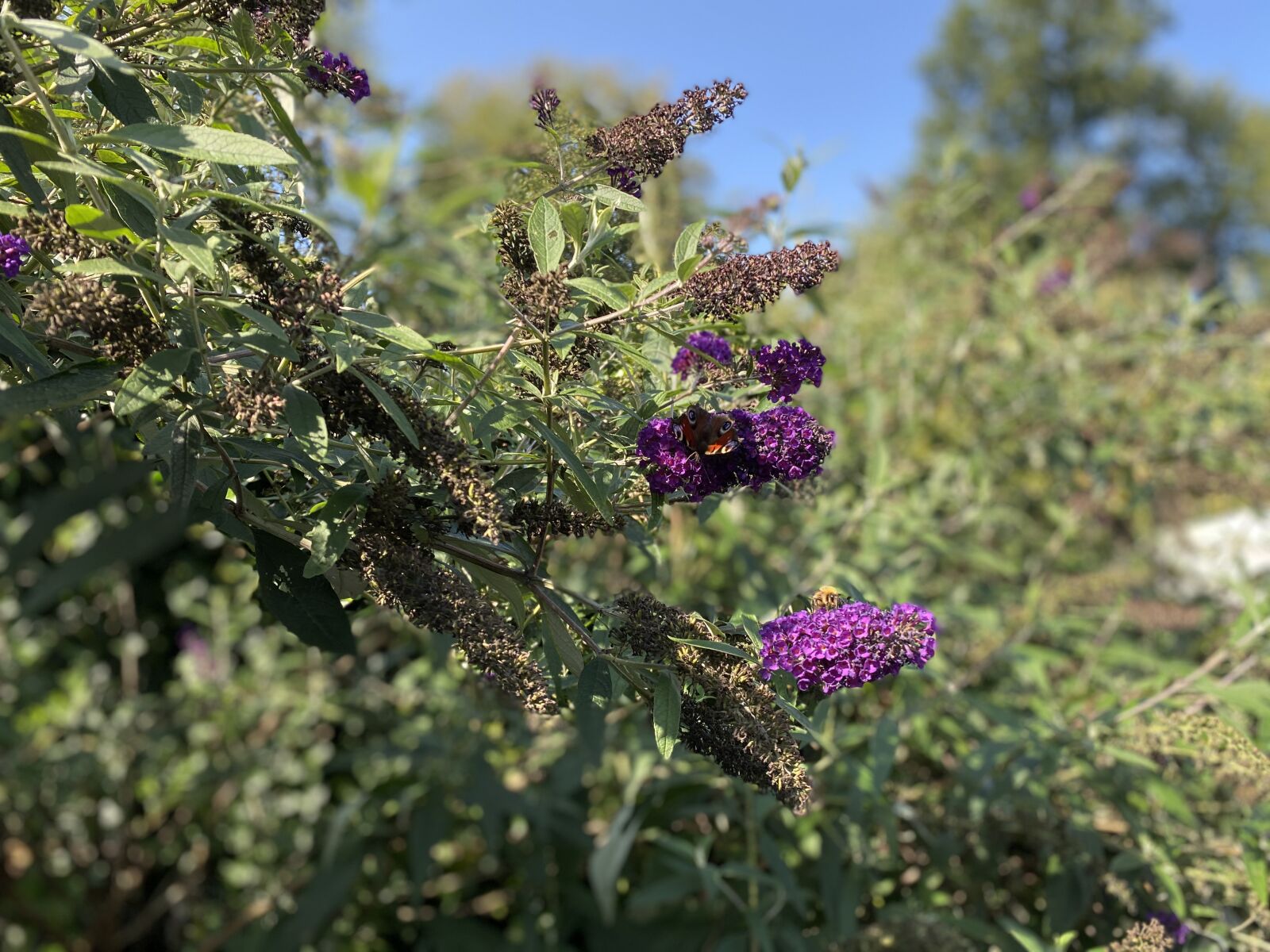 Apple iPhone 11 sample photo. Nature, flowers, butterflies photography