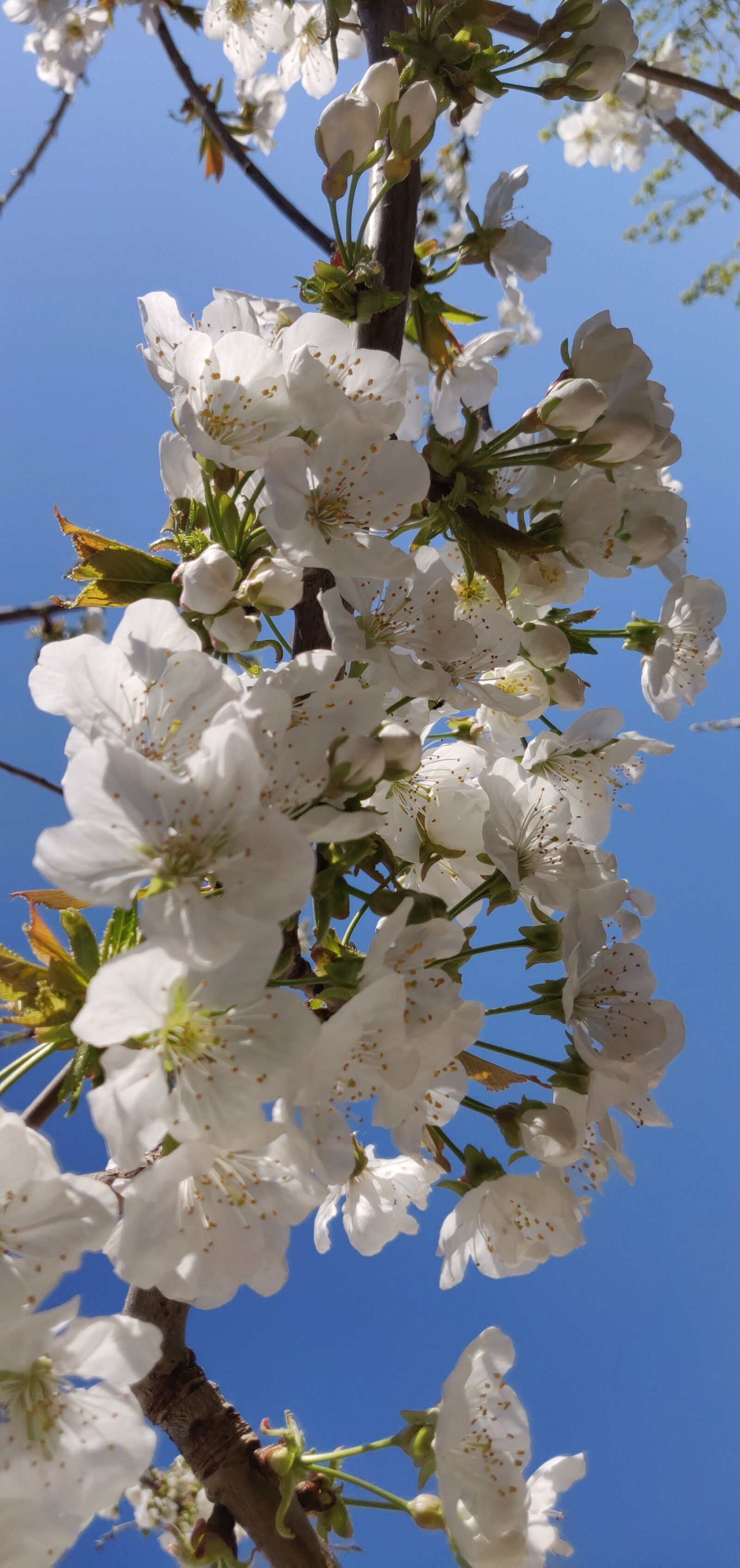 OnePlus 6 sample photo. Printemps-été, cerisier, fleurs photography