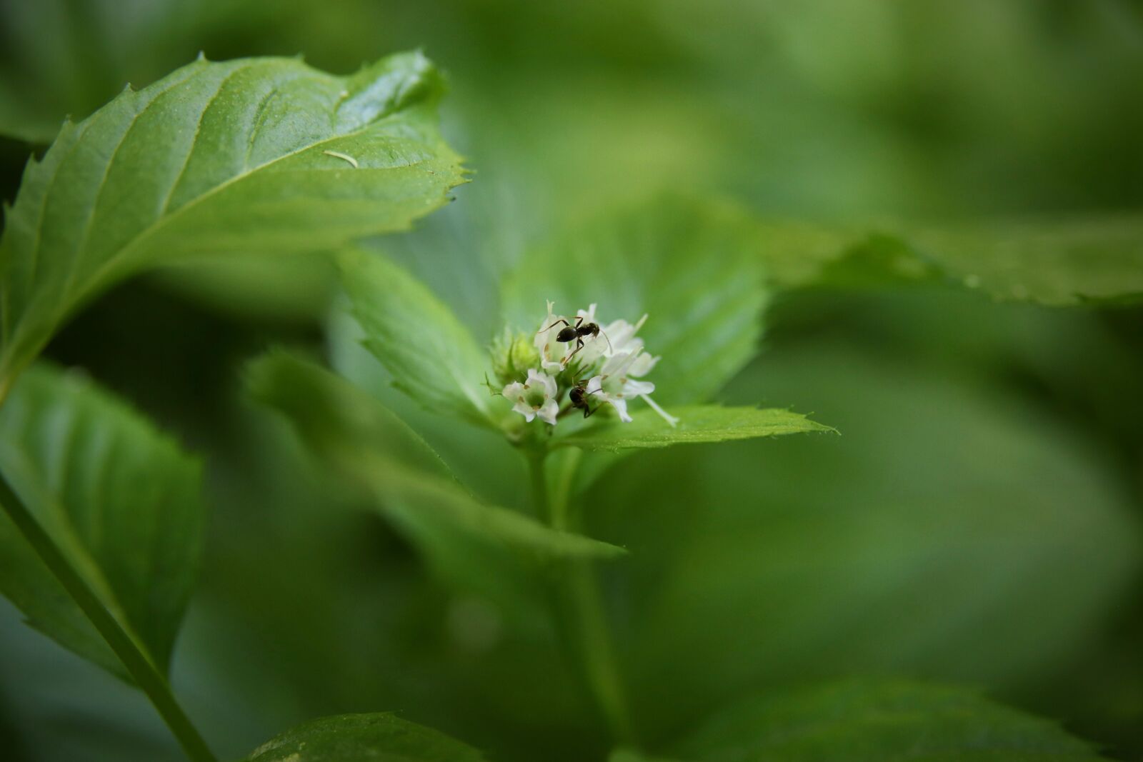 Canon EOS 800D (EOS Rebel T7i / EOS Kiss X9i) sample photo. Mint, minzblüte, insect photography