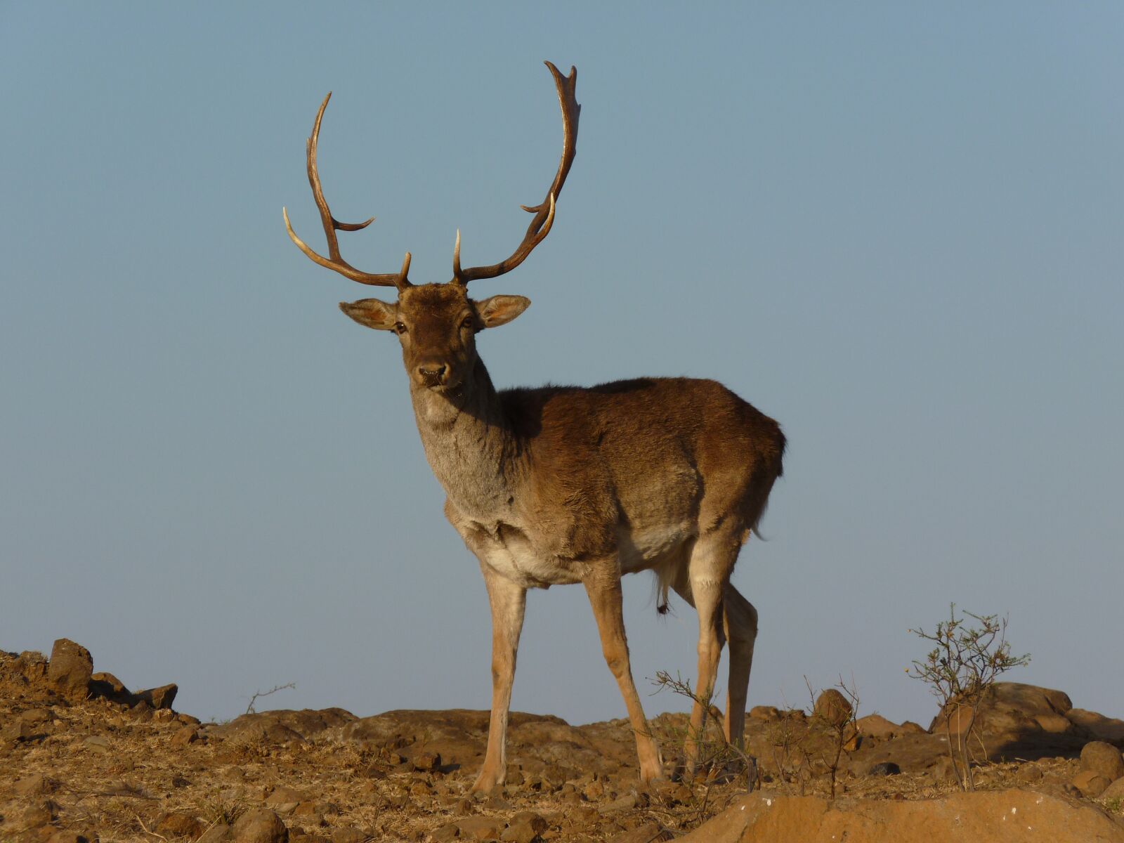 Panasonic Lumix DMC-FZ35 (Lumix DMC-FZ38) sample photo. Fallow deer, hirsch, antelope photography