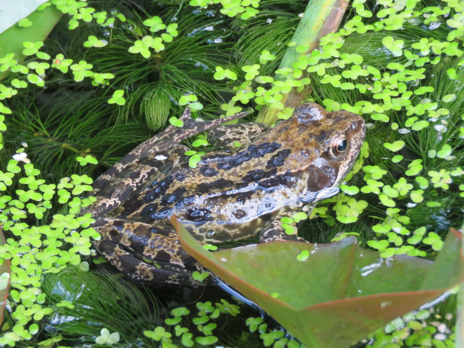 Canon PowerShot SX60 HS sample photo. Frog, brown, duckweed photography