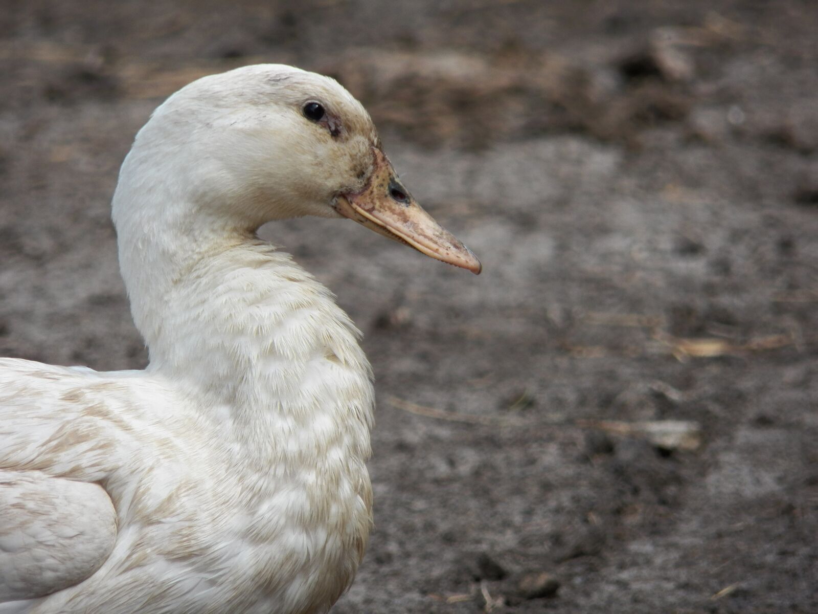 Kodak EasyShare Z990 (EasyShare Max) sample photo. Bird, nature, animals photography