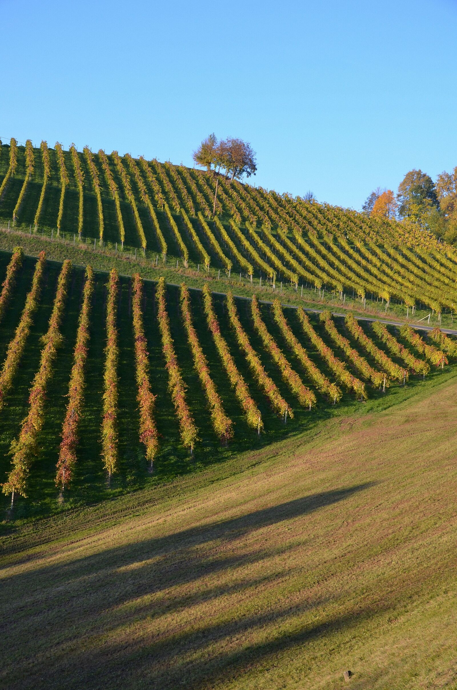 Nikon D5100 sample photo. Wine, hill, autumn photography