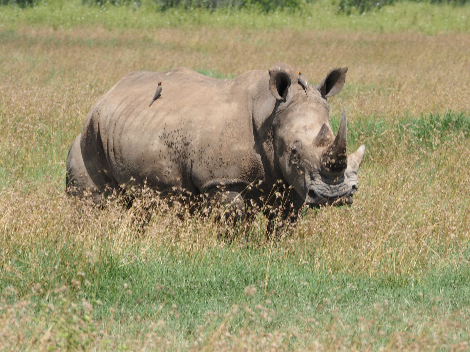 Olympus M.Zuiko ED 75-300mm F4.8-6.7 II sample photo. White rhino, masai mara photography
