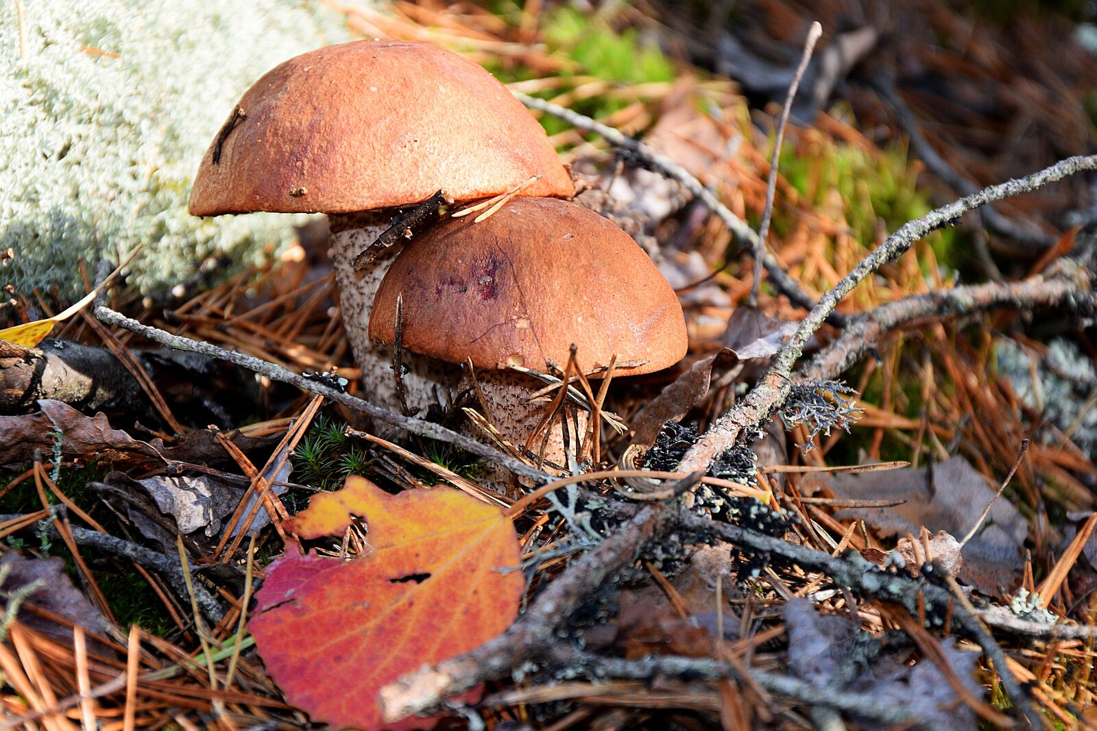 Nikon D3300 sample photo. Autumn, forest, mushrooms photography