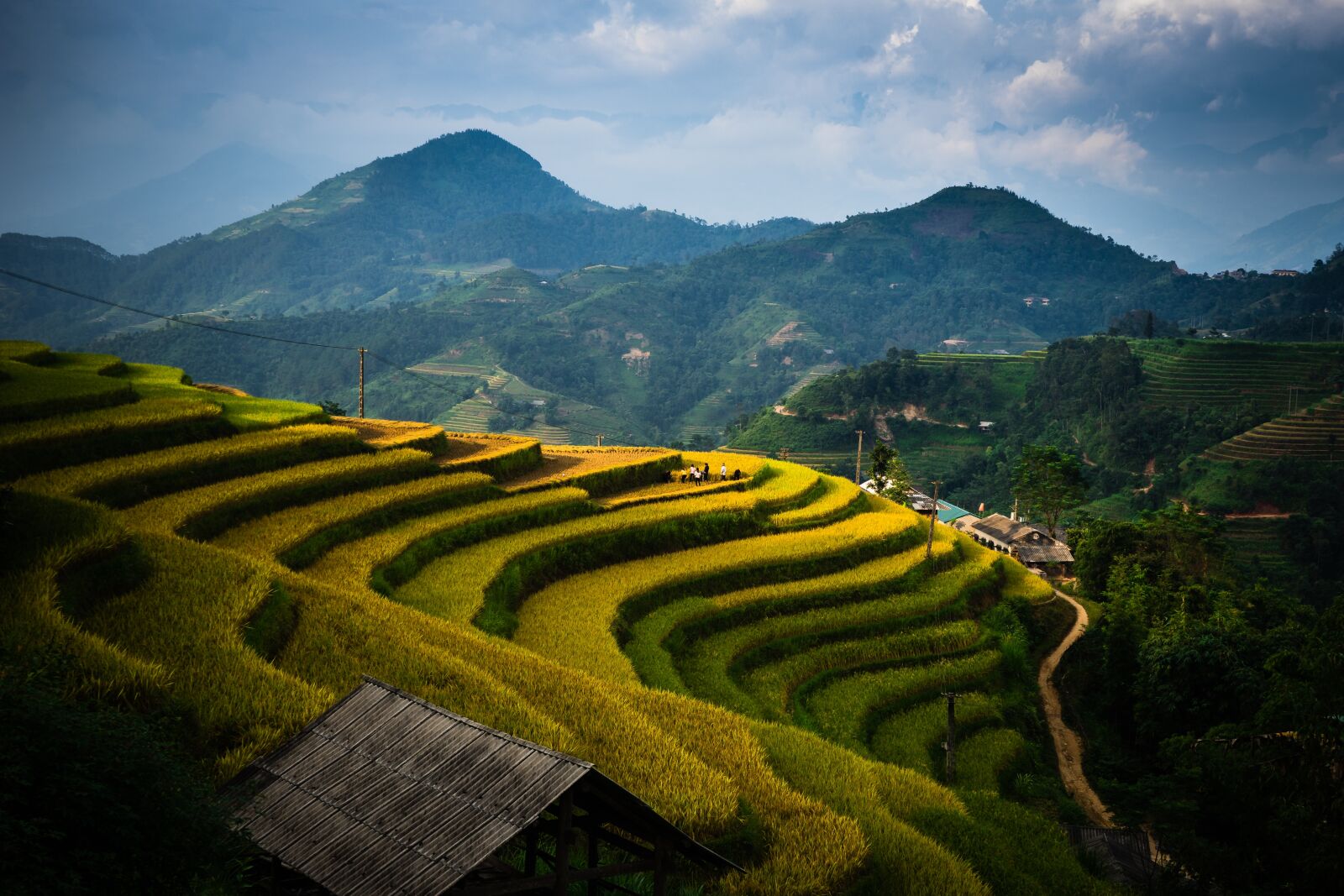 Sony a7 + Sony FE 28-70mm F3.5-5.6 OSS sample photo. Paddy field, version, tree photography