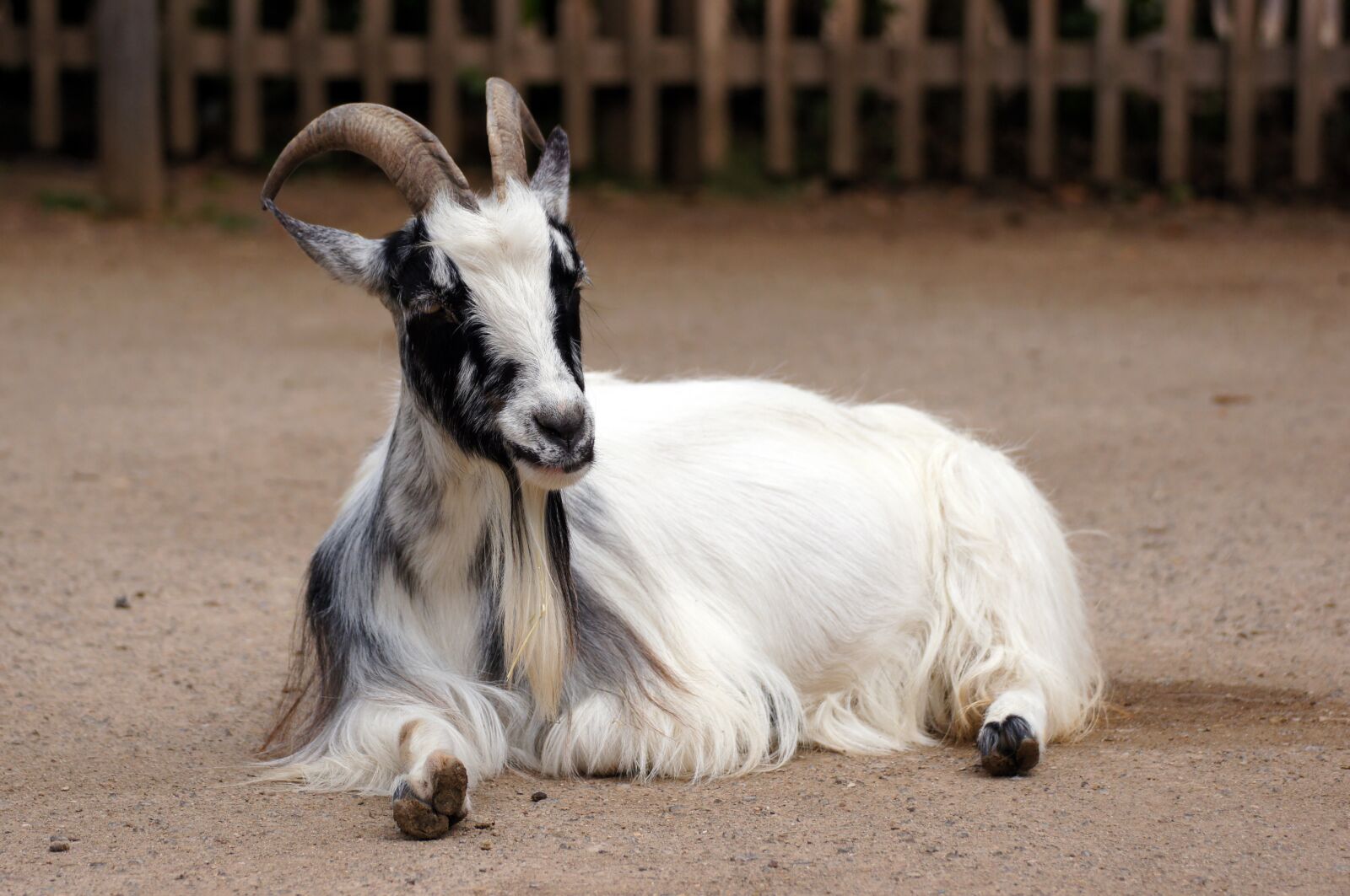 Sony SLT-A55 (SLT-A55V) sample photo. Goat, animal, zoo photography