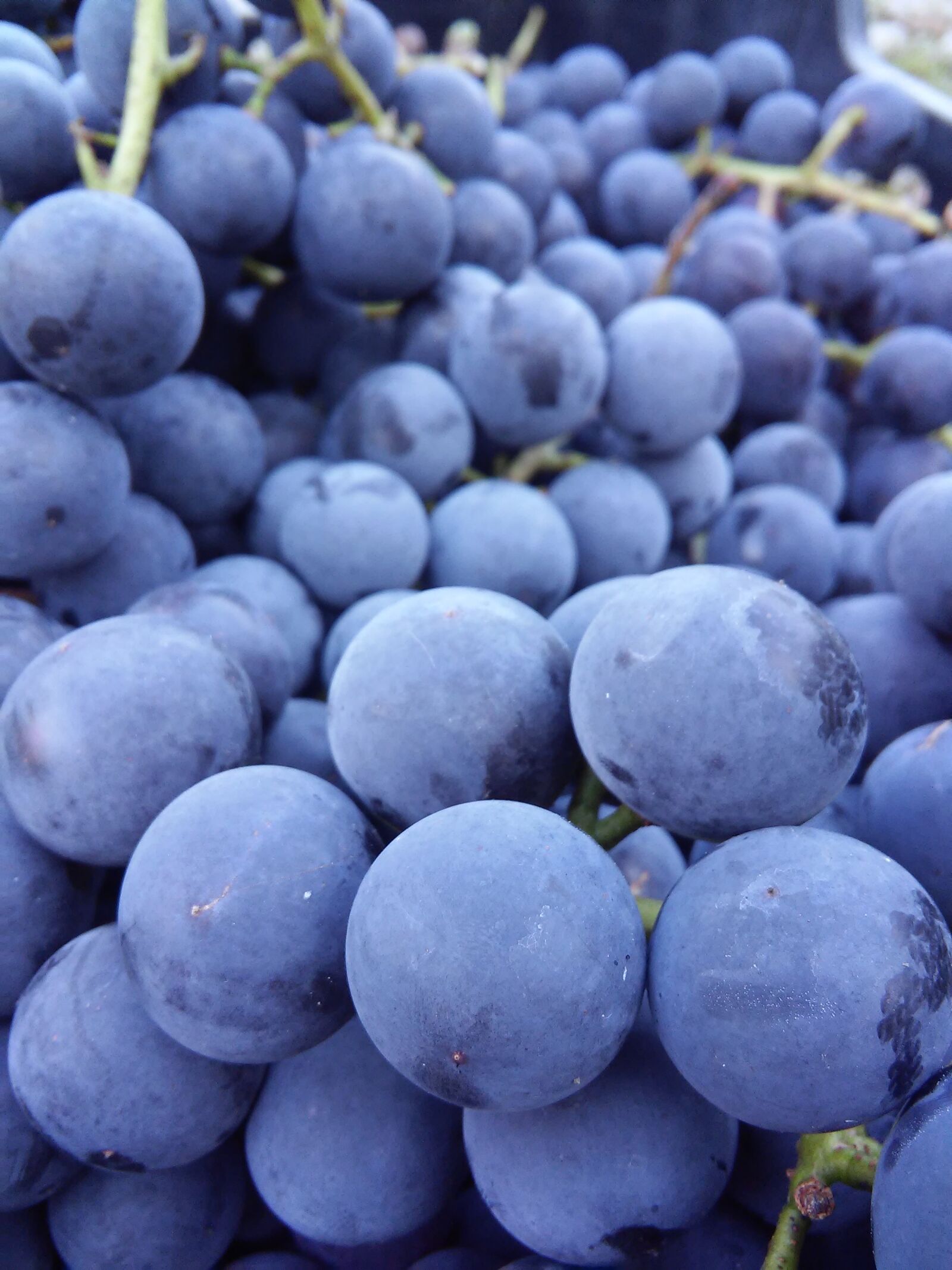 LG G3 S sample photo. Wine, grapes, autumn photography