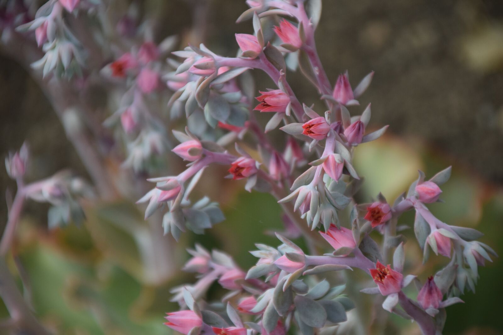 Nikon D5300 sample photo. Flowers, garden, beautiful photography