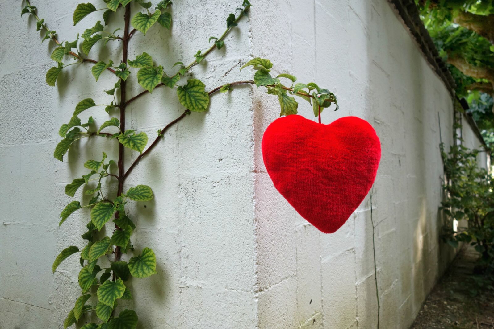 Sony Cyber-shot DSC-RX100 sample photo. Heart, love, symbol photography