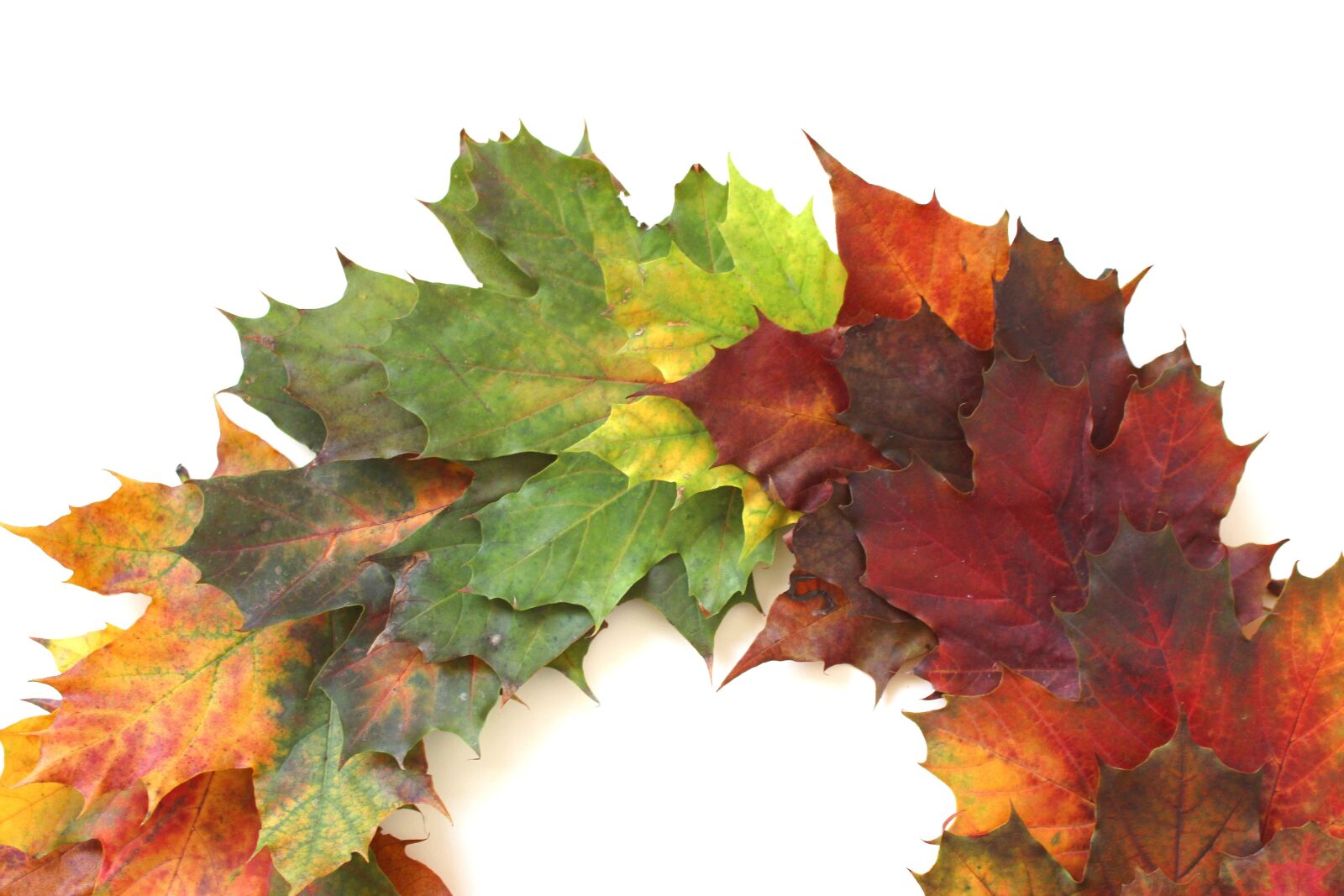 Canon EOS 700D (EOS Rebel T5i / EOS Kiss X7i) sample photo. Leaves, autumn, fall foliage photography
