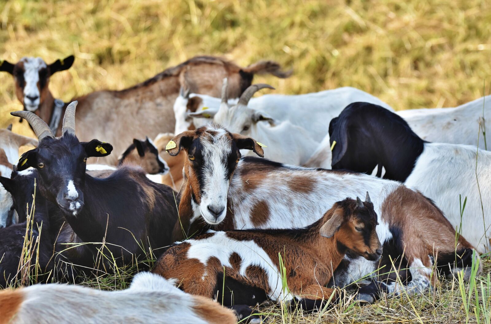 Nikon D7200 sample photo. Goat, goats, ruminant photography