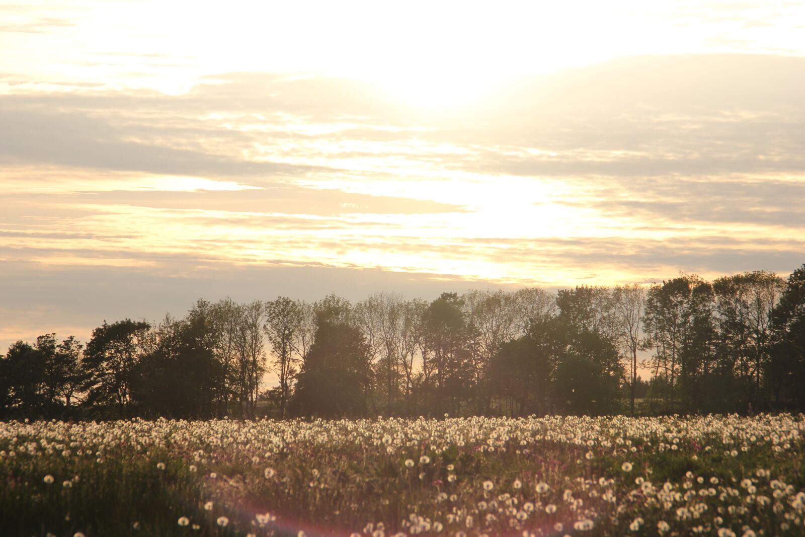 Canon EOS 550D (EOS Rebel T2i / EOS Kiss X4) sample photo. Sunset, meadow, sun photography