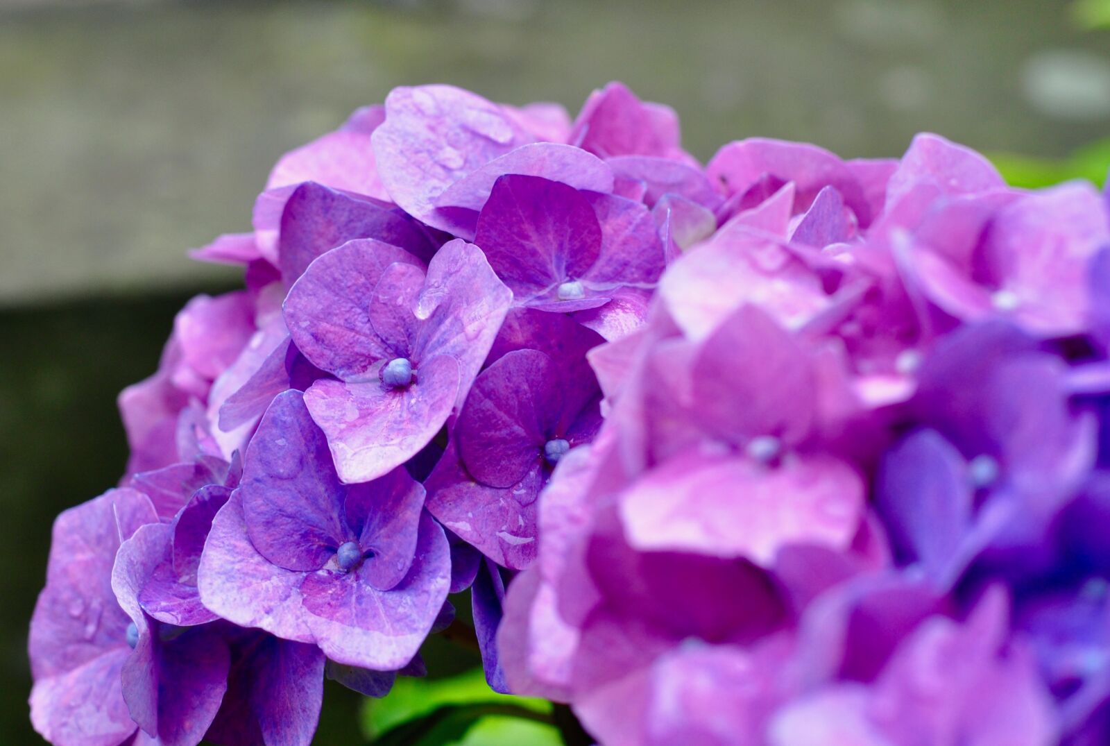 Nikon D5000 sample photo. Flower, blossom, bloom photography