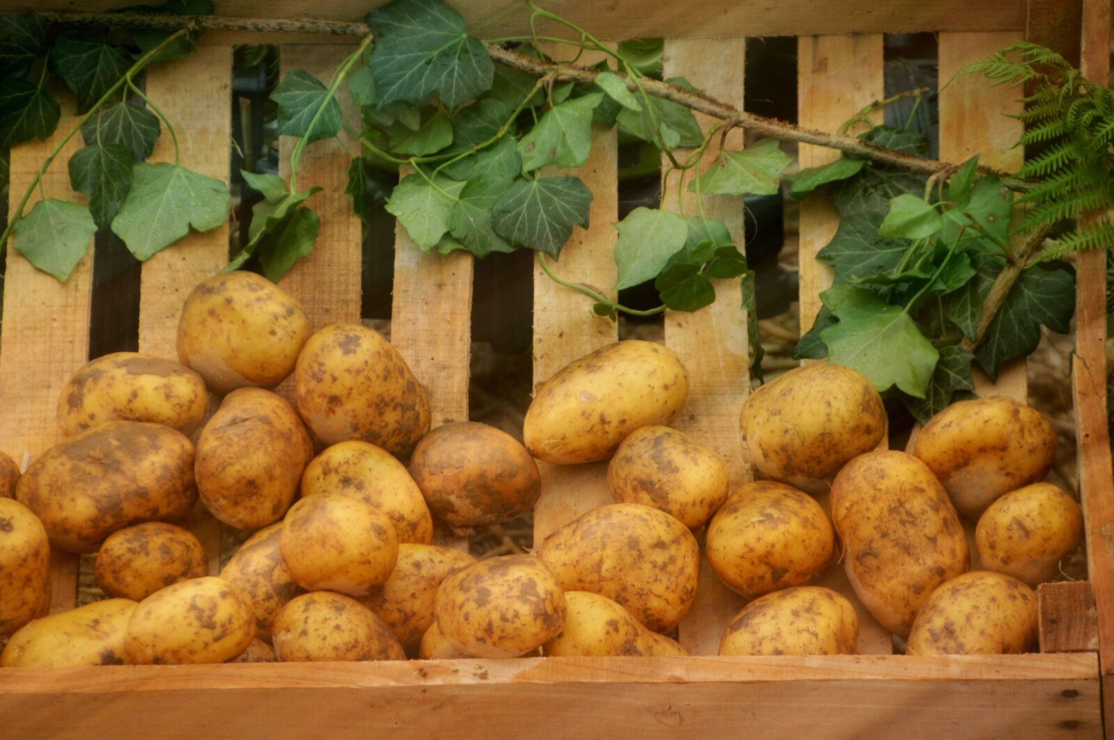 Nikon D3200 sample photo. Harvest, agriculture, nature photography