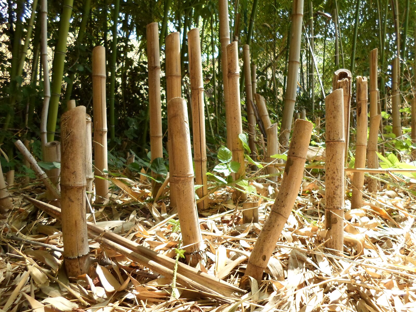 Samsung ST66 / ST68 sample photo. Bamboo, bamboo, trees, stack photography