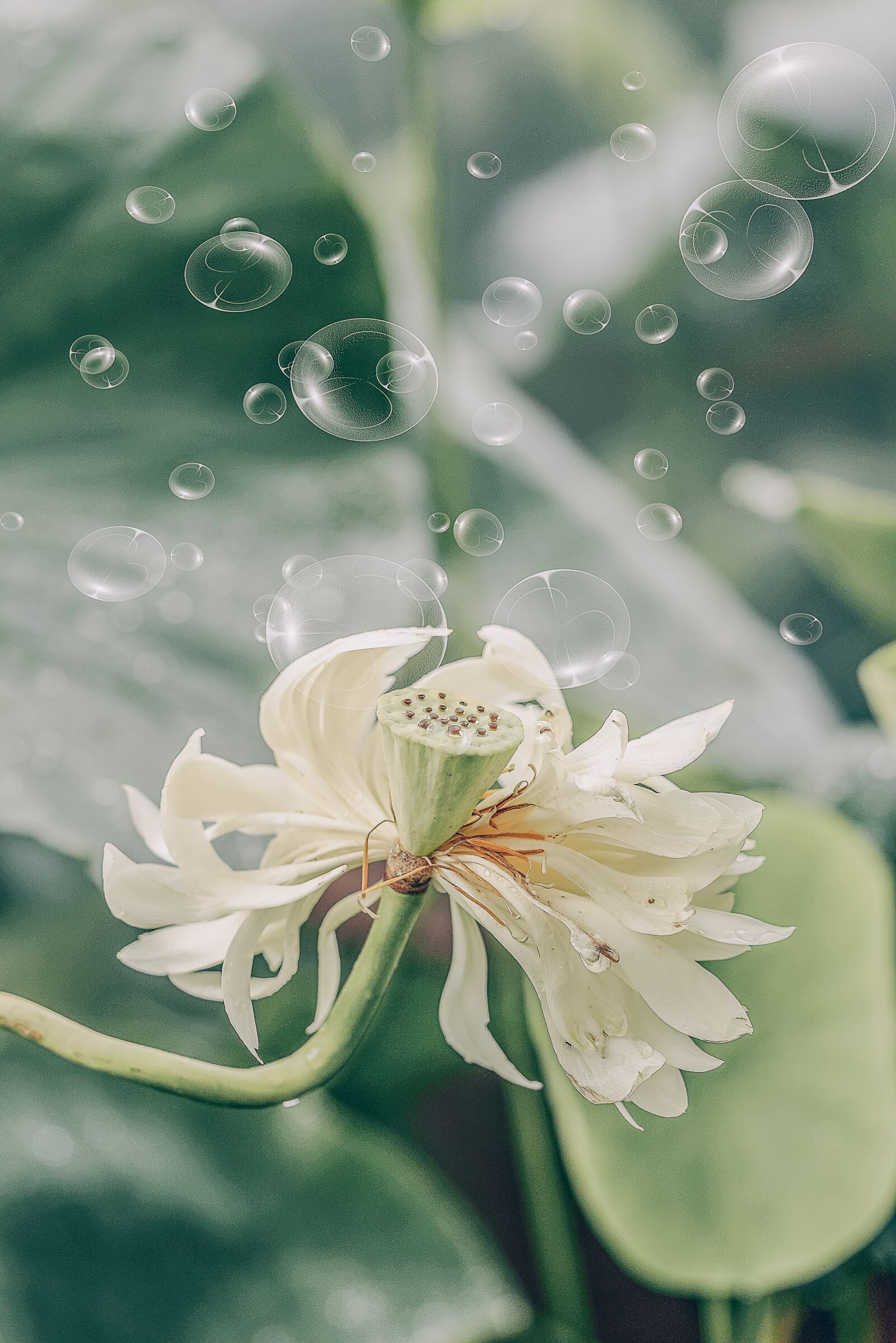 Sony a7R III + Sony FE 90mm F2.8 Macro G OSS sample photo. Green, bubble, lotus photography