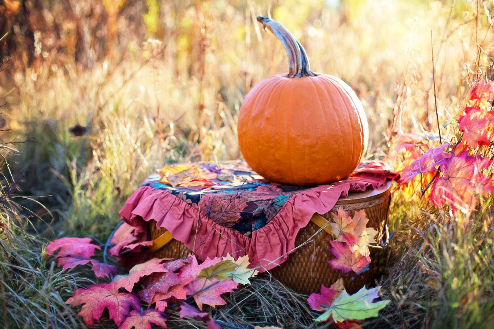 Canon EF 50mm F1.4 USM sample photo. Autumn, fall, still-life photography