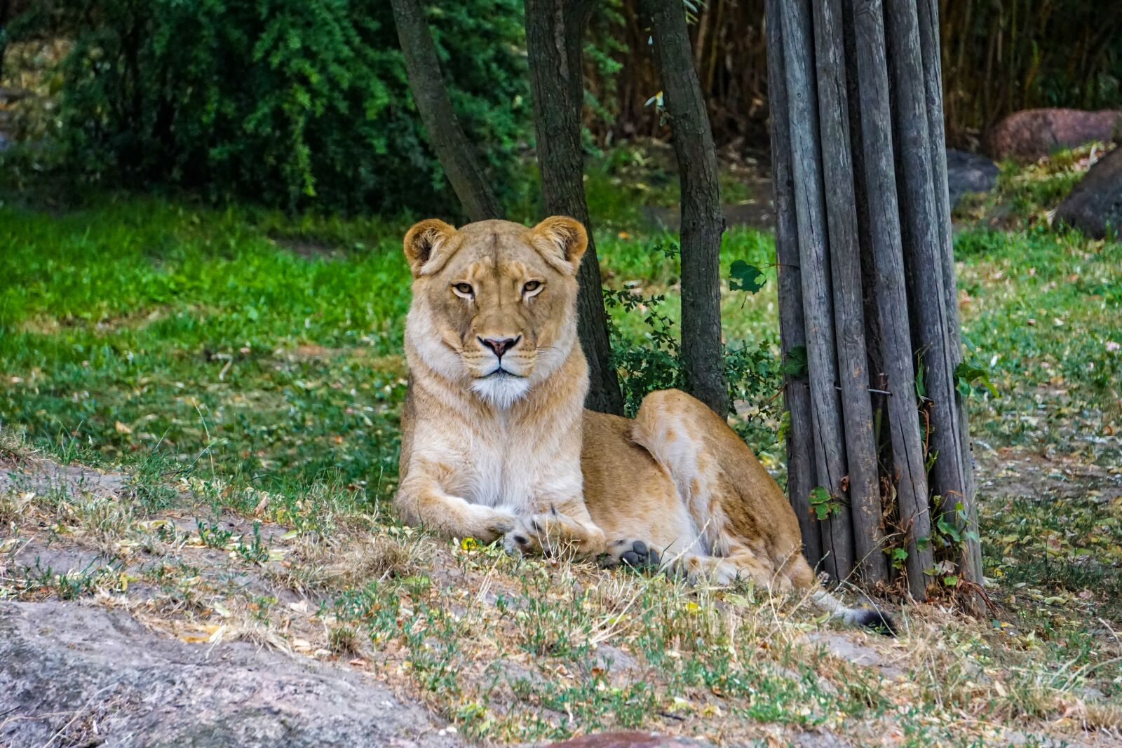 Sony a6000 sample photo. Lioness, lion, africa photography