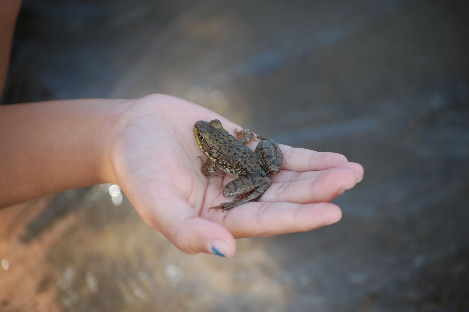 Nikon D40 sample photo. Frog, water, amphibian photography