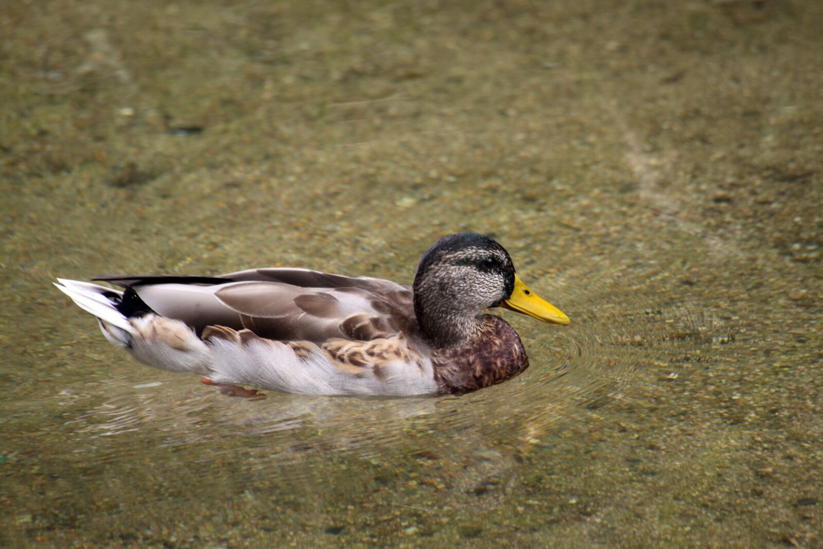 Canon EOS 50D sample photo. Mallard duck, paddle, swimming photography