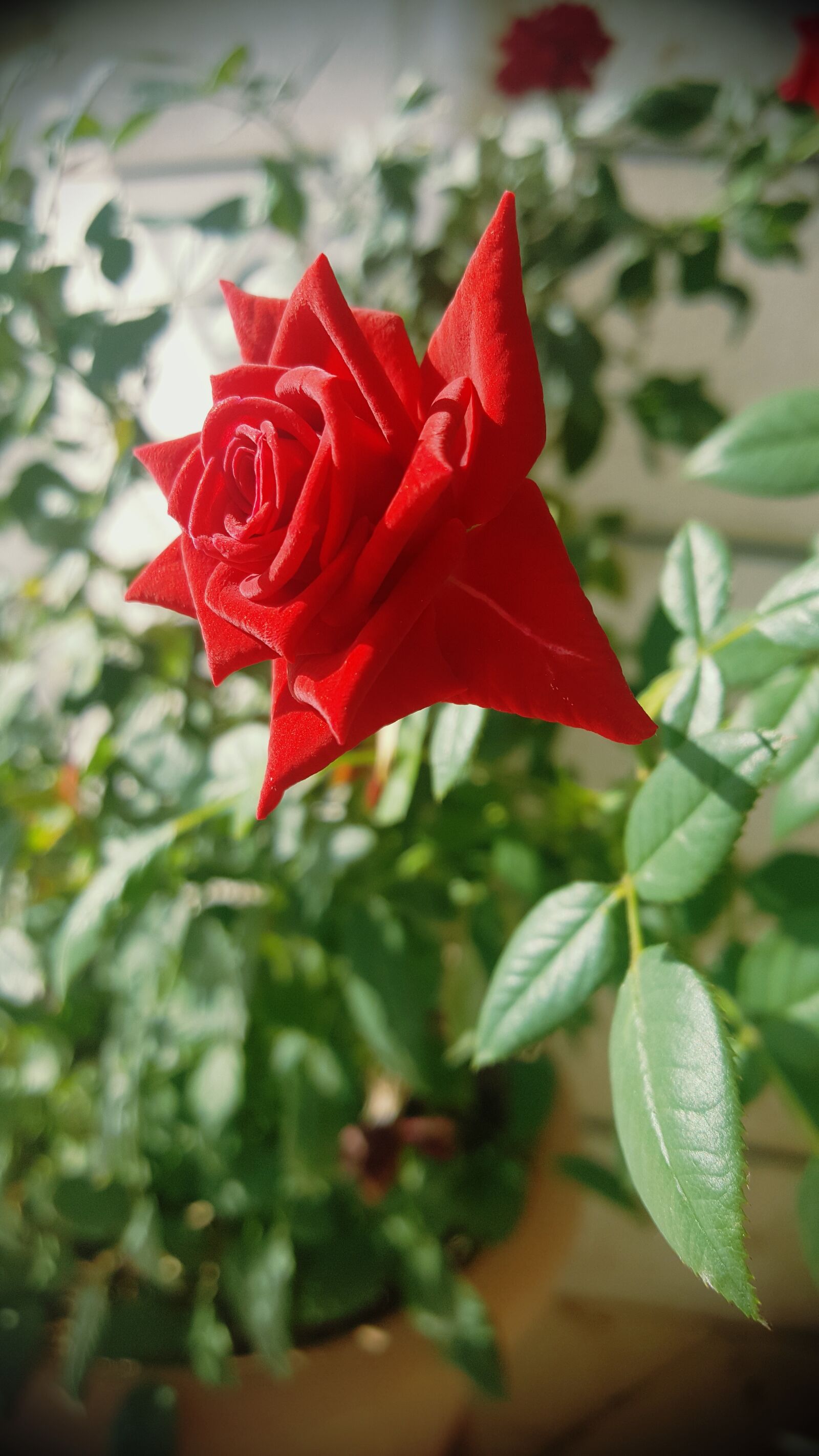 Samsung Galaxy Note5 sample photo. Red, green, white photography