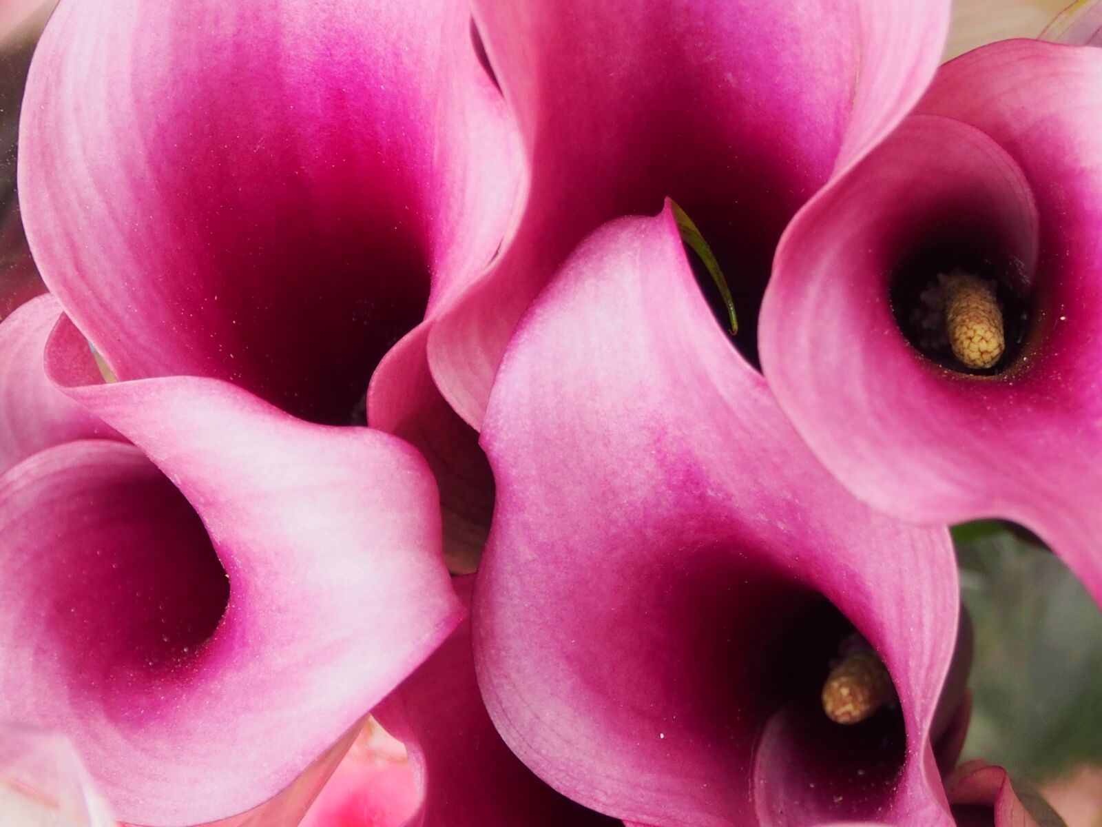 Olympus OM-D E-M5 sample photo. Calla, violet, close up photography