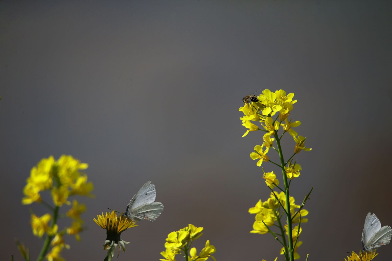 Tamron SP 150-600mm F5-6.3 Di VC USD G2 sample photo. Flower, nature, freely photography