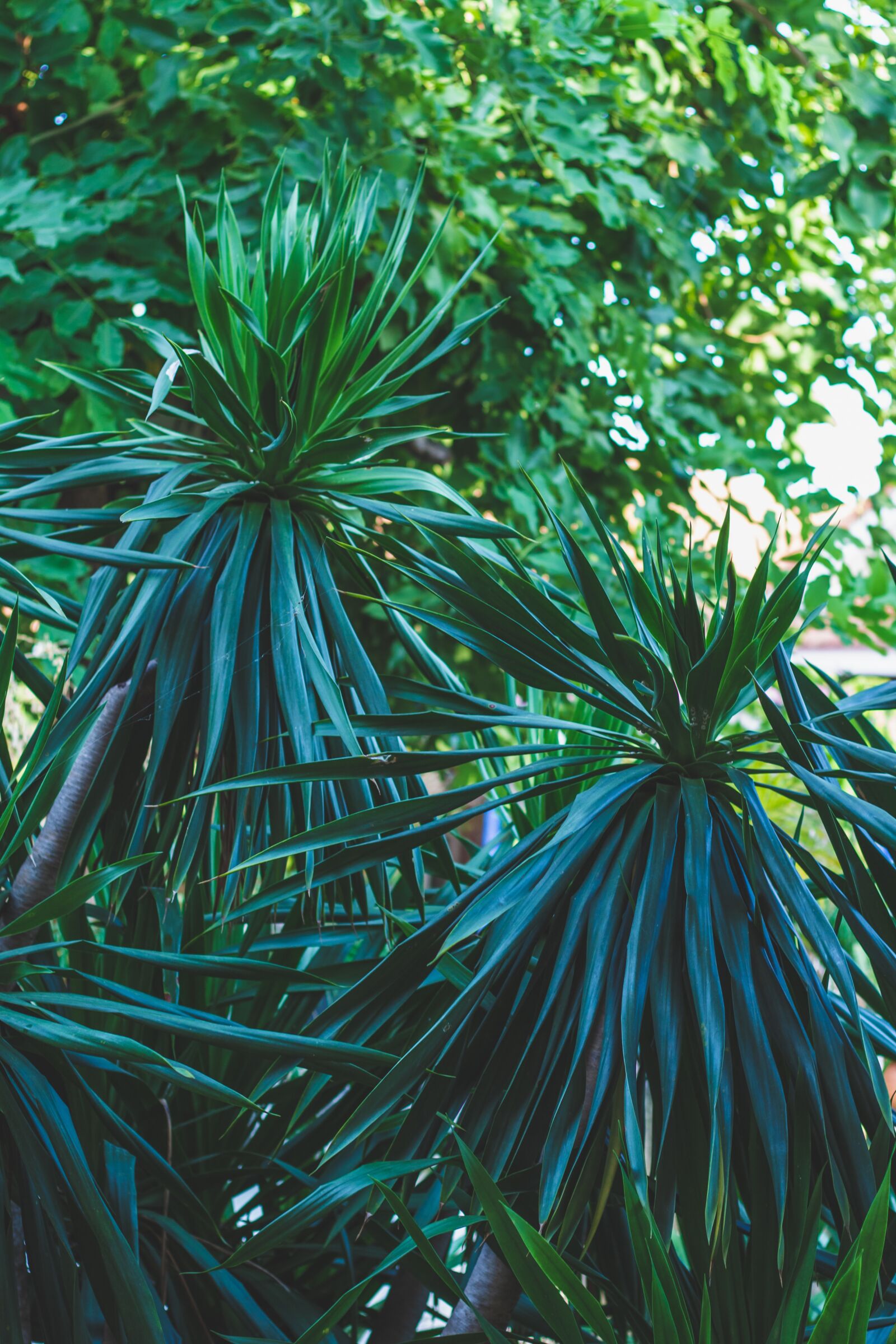 Canon EOS 700D (EOS Rebel T5i / EOS Kiss X7i) + Canon EF 50mm F1.8 STM sample photo. Chan pha, tree, green photography